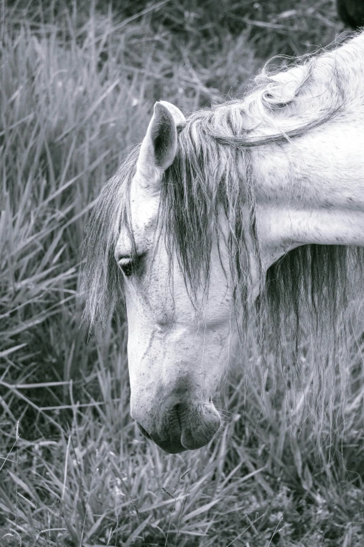 the pony has long, thin hair and is staring off