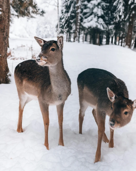 two deer standing in the snow by some trees