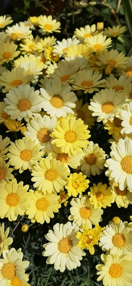 several daisies in front of a yellow background