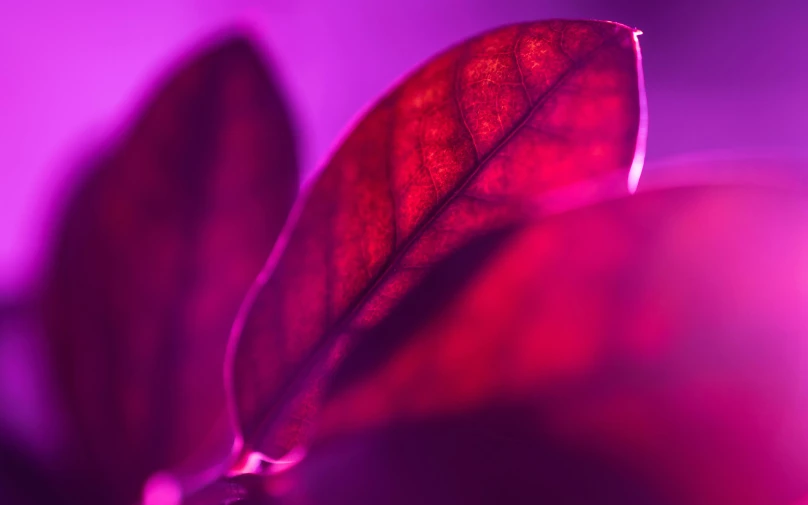 the red leaves are still on the tree