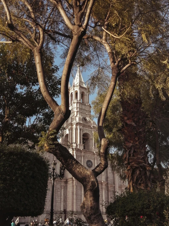 the tree stands in front of the large building