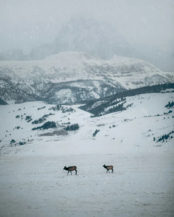 two deer are standing in the snow on a snowy mountain