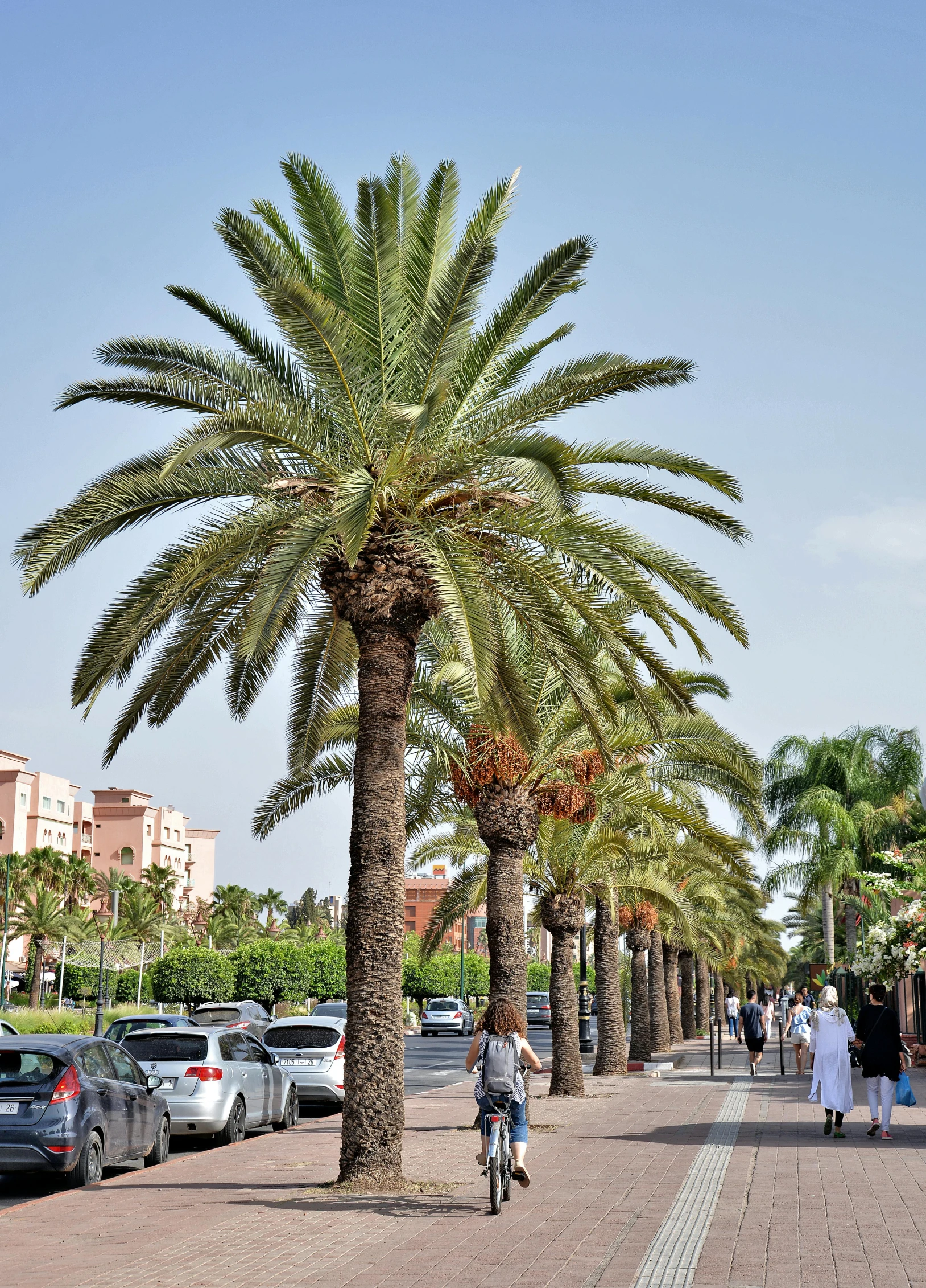 a man riding a bike down a street in front of a palm tree