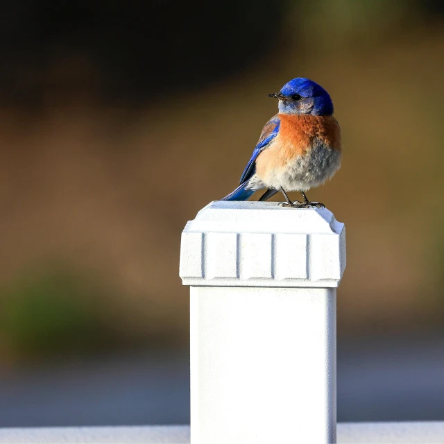 a small blue bird sits atop of a gutter