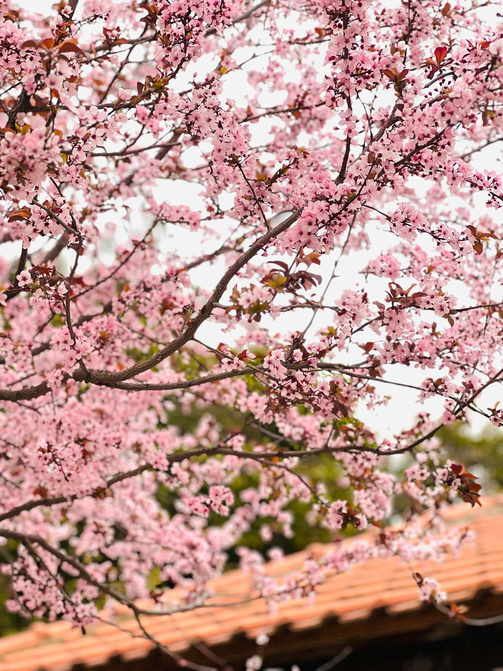 a tree with pink blossom is in front of a roof