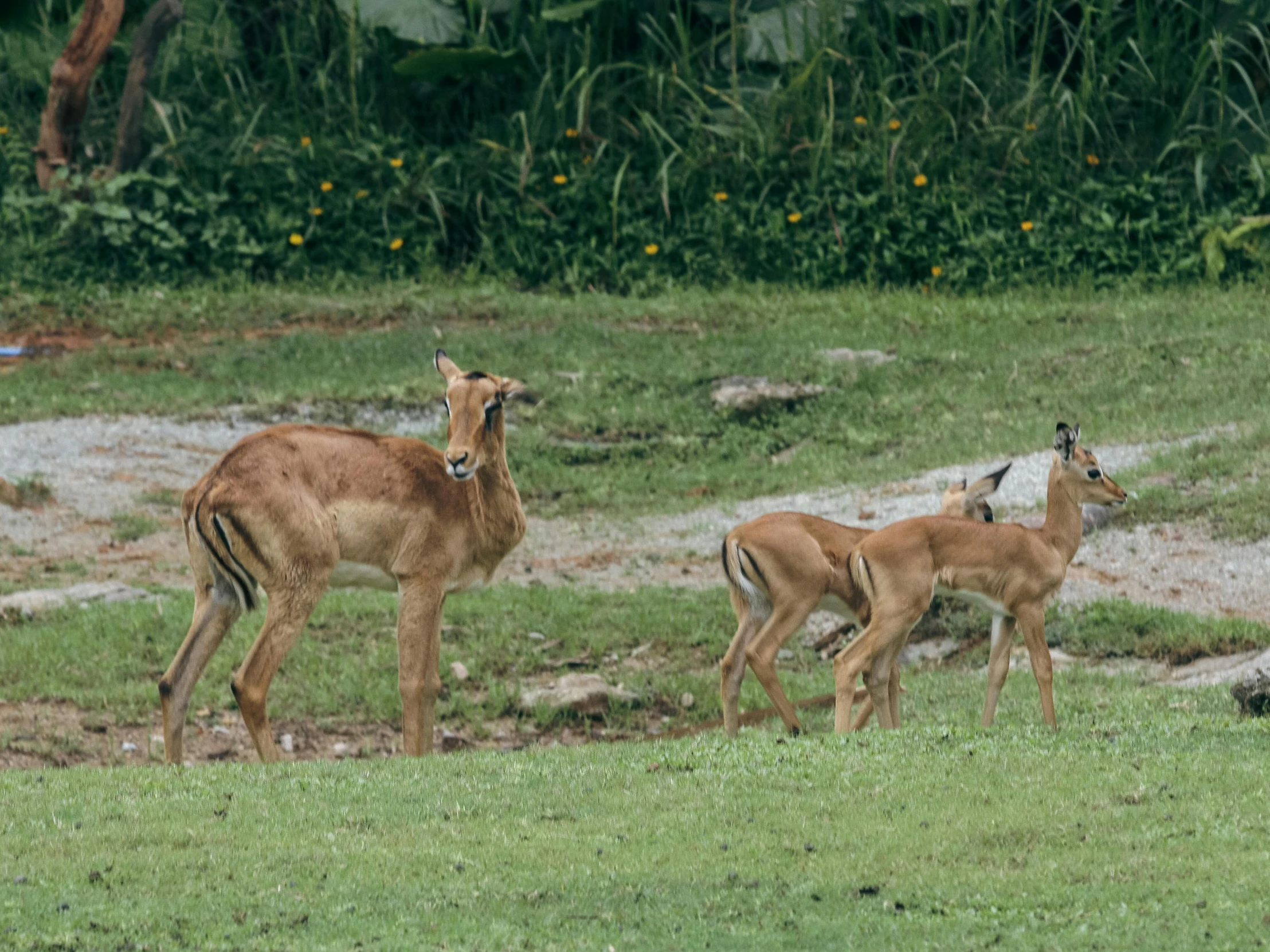 small goats walking around the grass in the middle of a forest