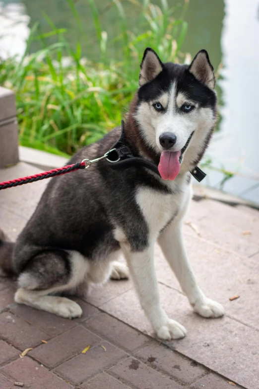 a husky dog is smiling at the camera while on a leash