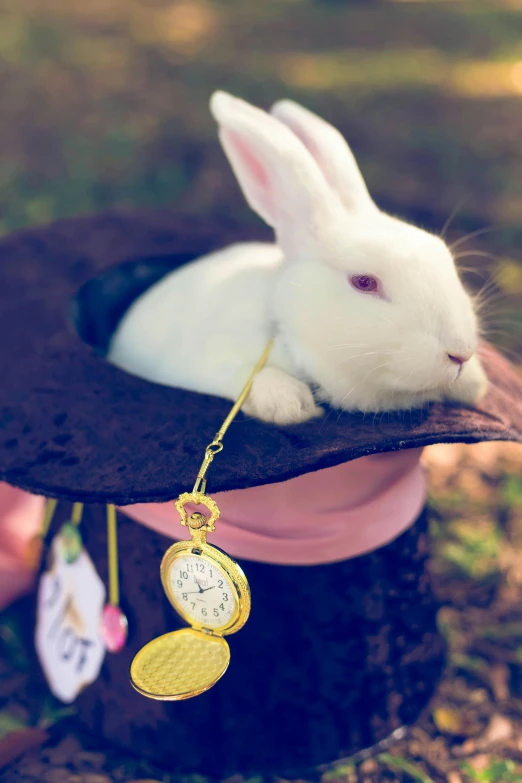 a bunny rabbit sitting inside of a black hat