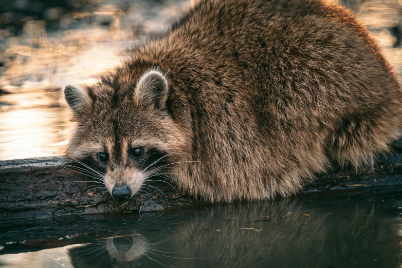 a rac is taking a drink in a river