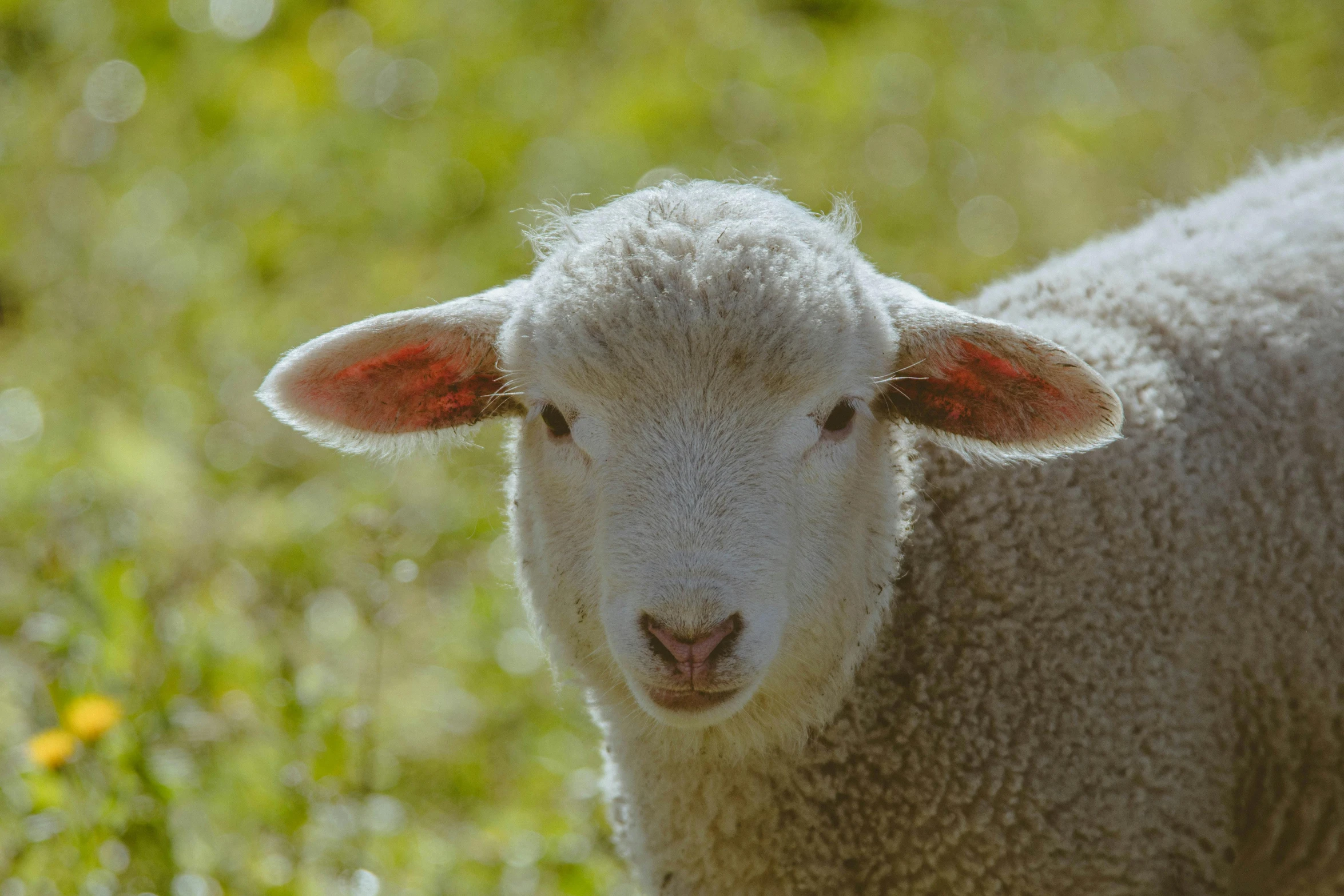 a sheep is standing in the middle of a field