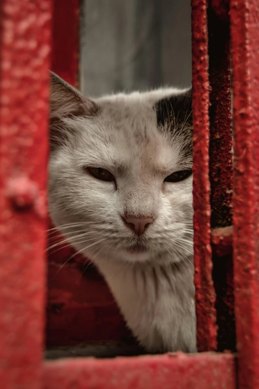 the cat is looking down from behind the bars