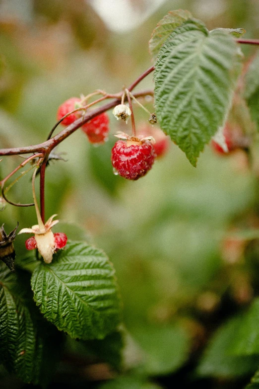 a bunch of small berries growing on a tree nch