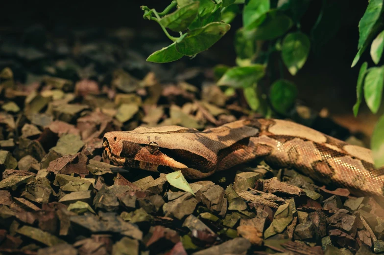 a brown and black snake on some grass