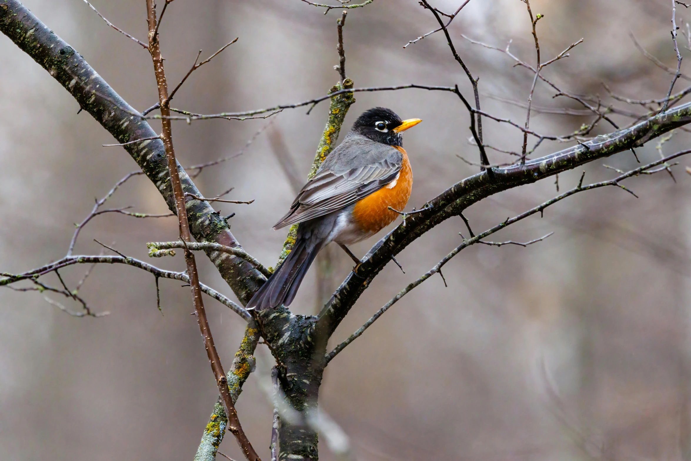 there is a bird perched on a tree limb