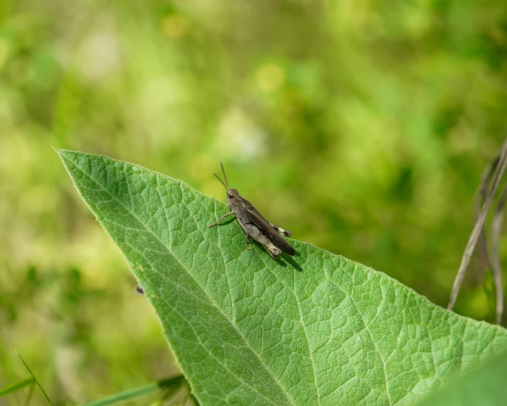 the small insect is resting on the large leaf