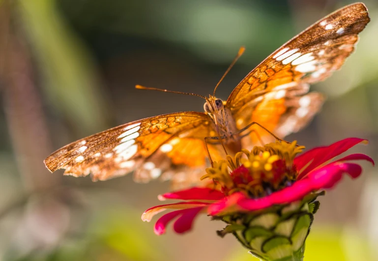 closeup of a small yellow and brown erfly on a pink flower