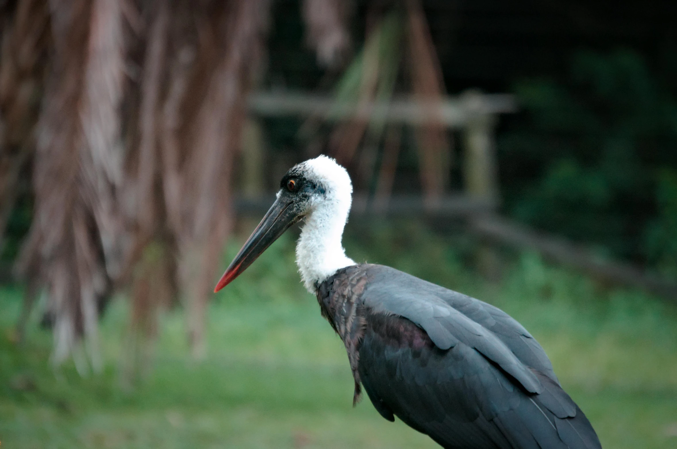 a bird with large bill standing in a grassy area