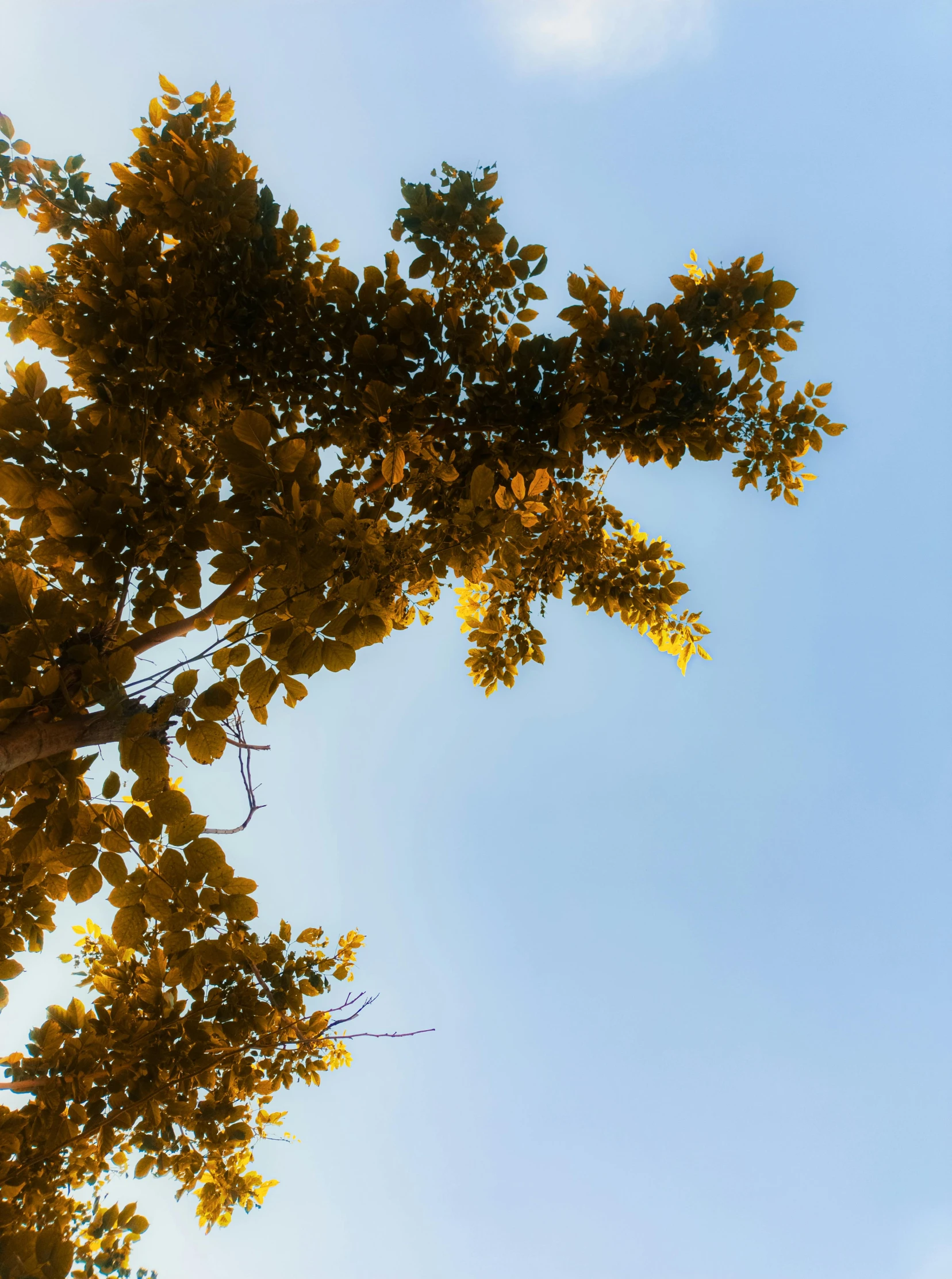 the bottom part of a tree in autumn, looking up at it