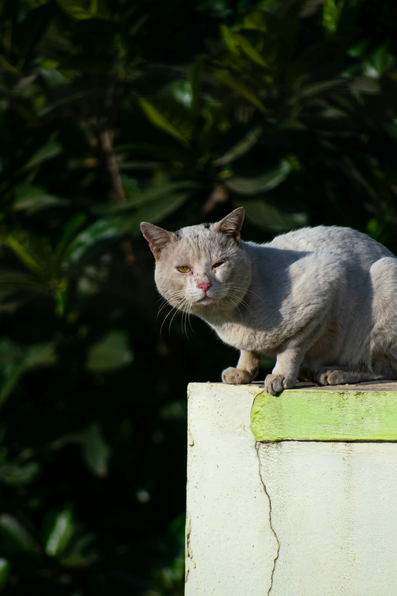 a cat that is on top of a cement pillar