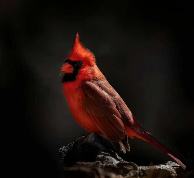 a cardinal bird is perched on top of a rock