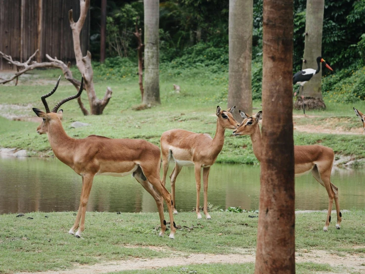 a group of antelopes stand by a pond