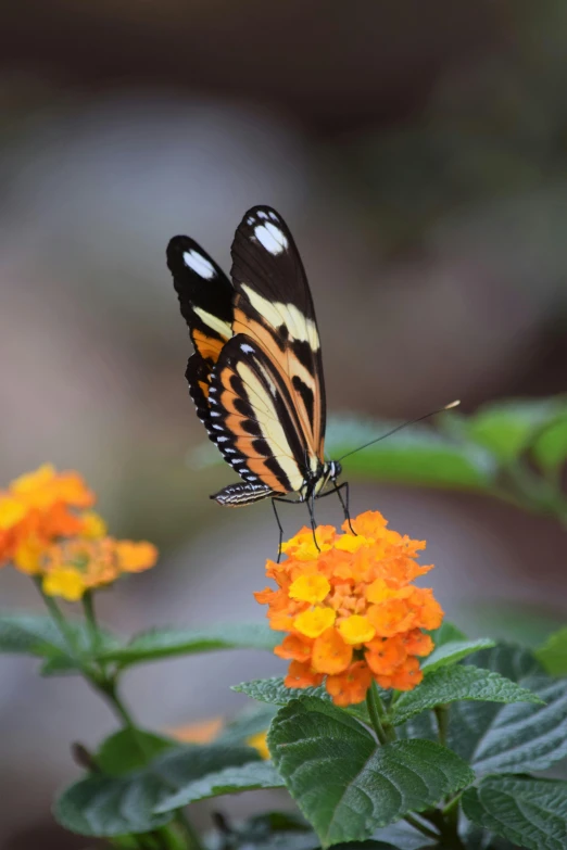 a erfly on an orange and black flower