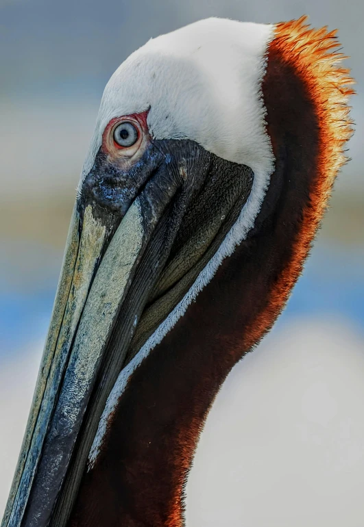 a close up view of a large bird with a red and white head