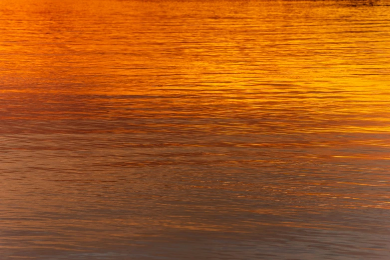 a lone bird on the edge of a body of water