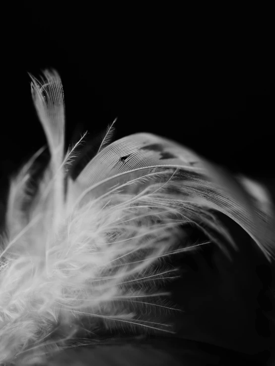 a feather is seen in black and white