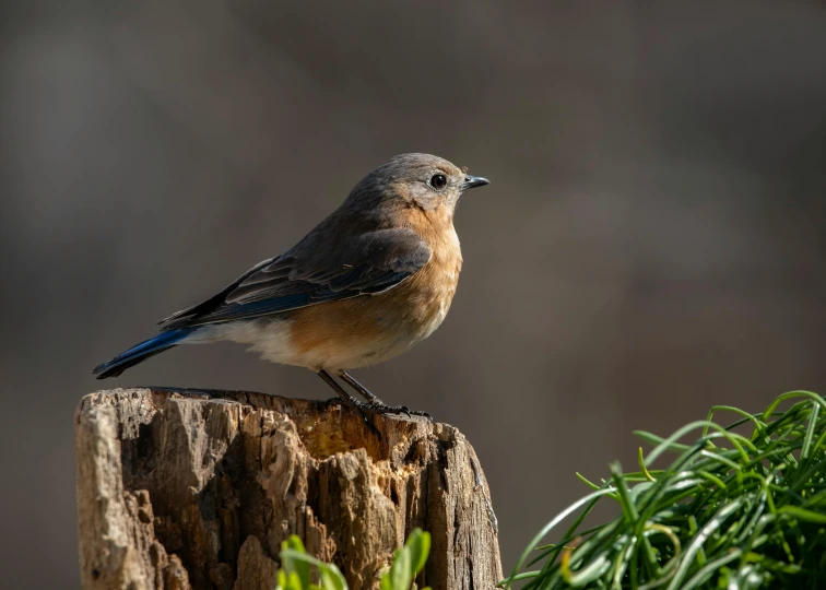 a bluebird perched on top of a wood post