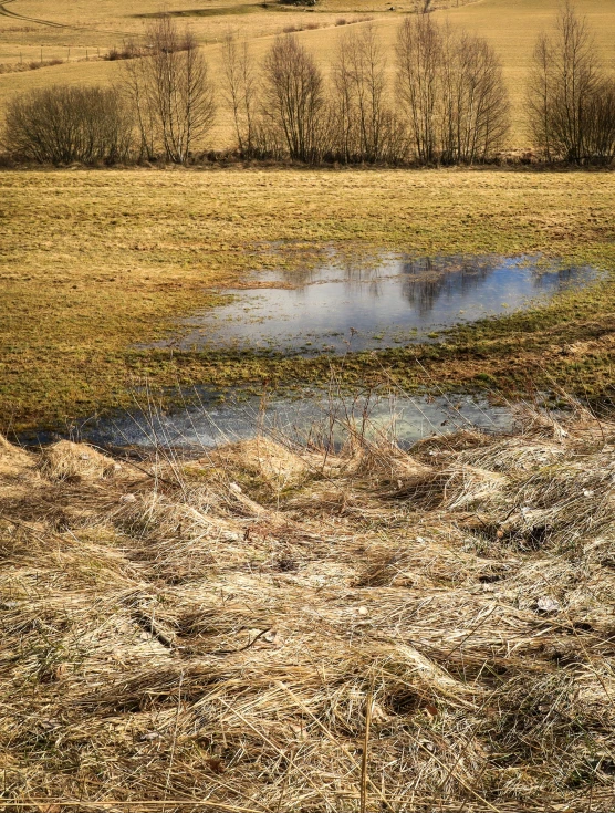 an animal is standing in a dry, grassy field