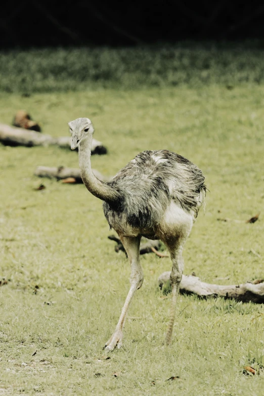 an ostrich walks in the grass by some logs