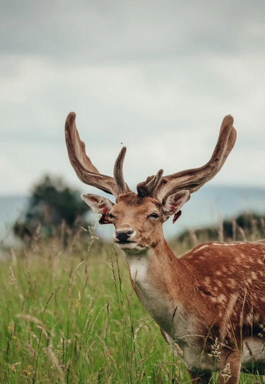 a deer looking in the distance with antlers on