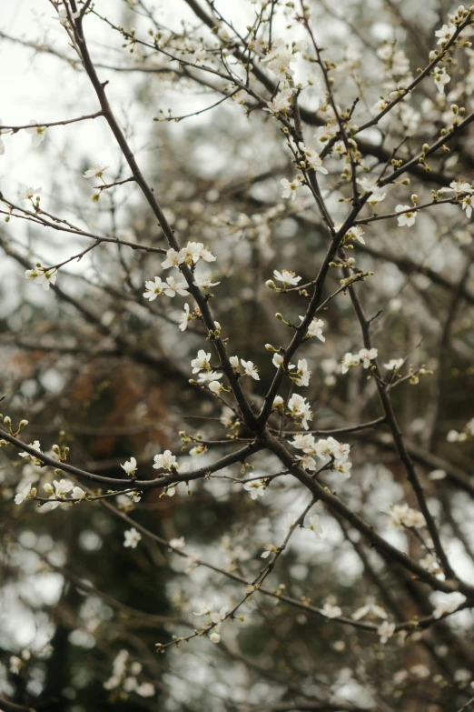 closeup view of white flowers on a tree