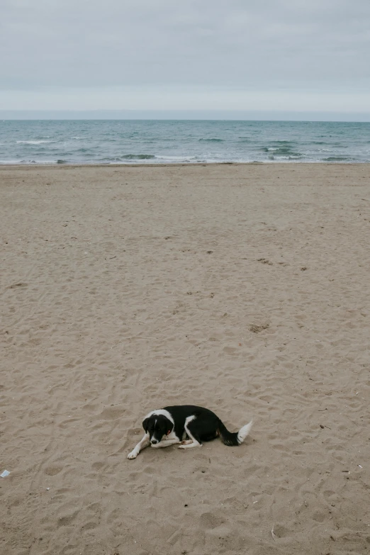 dog lays on beach with ocean in background