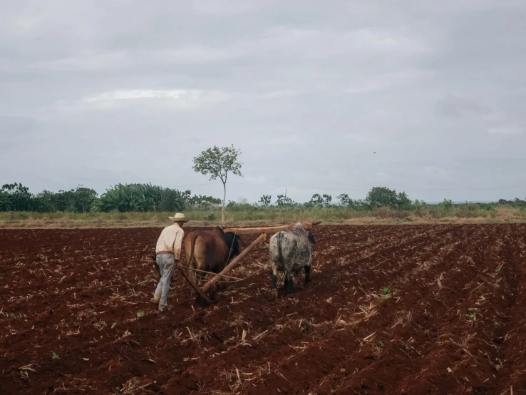 the farmer is plowing the fields with two horses