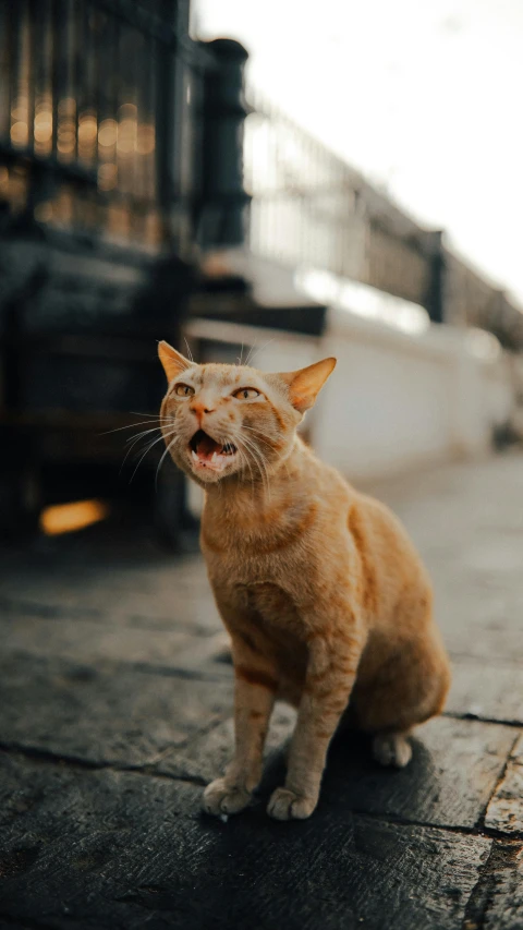 a cat sits on the street looking off in to the distance