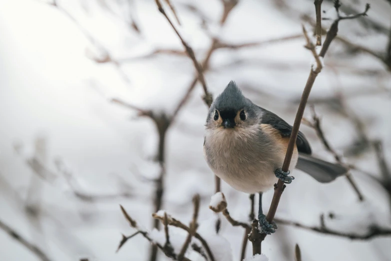 the small bird perched on a nch is looking for food