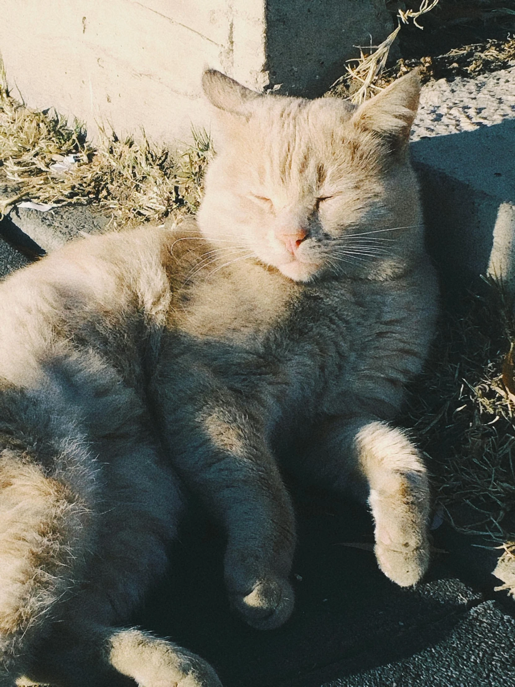 a cat laying in the sun sleeping on a sidewalk