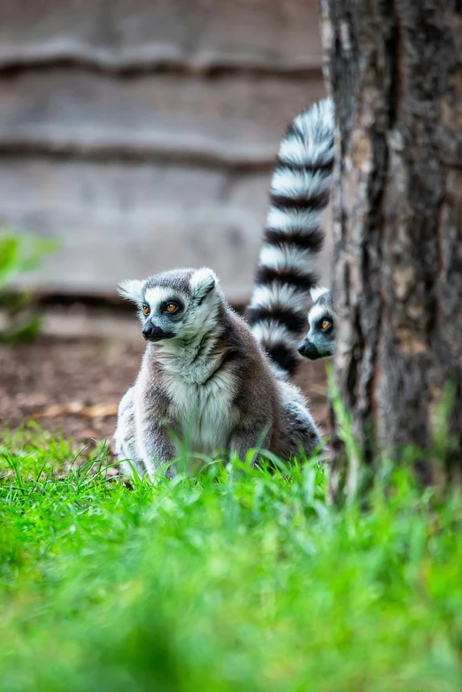 a small furry animal standing next to a tree