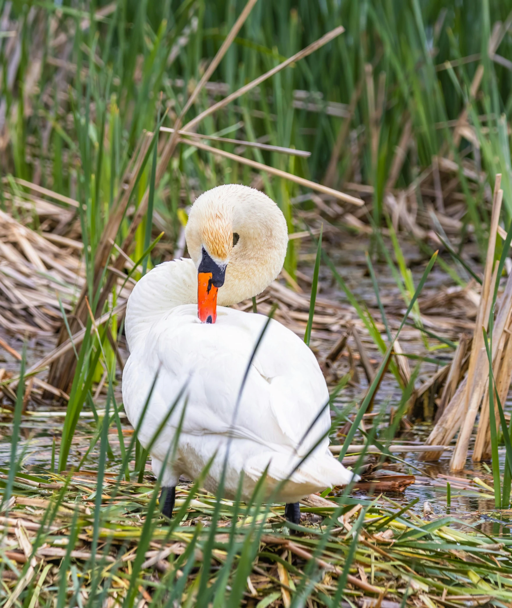 a duck sitting on the bank of a body of water