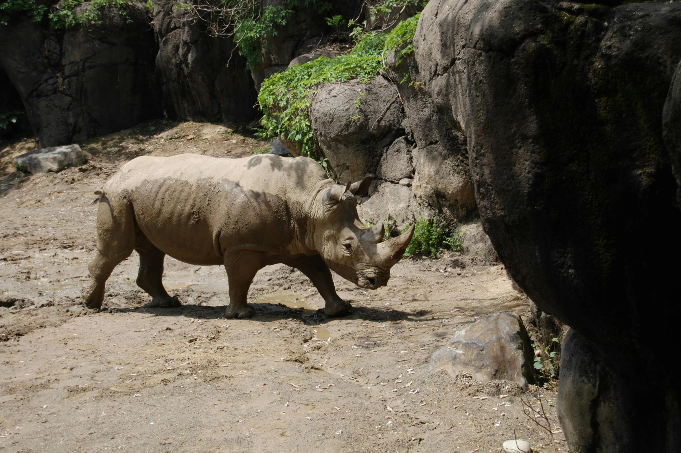 a rhino walking around in an enclosure with rocks and trees