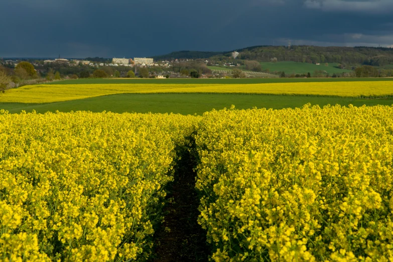 a single person is walking through a field