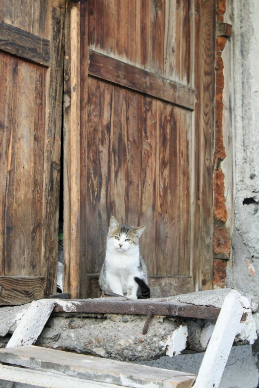 there is a cat that is sitting in front of the door