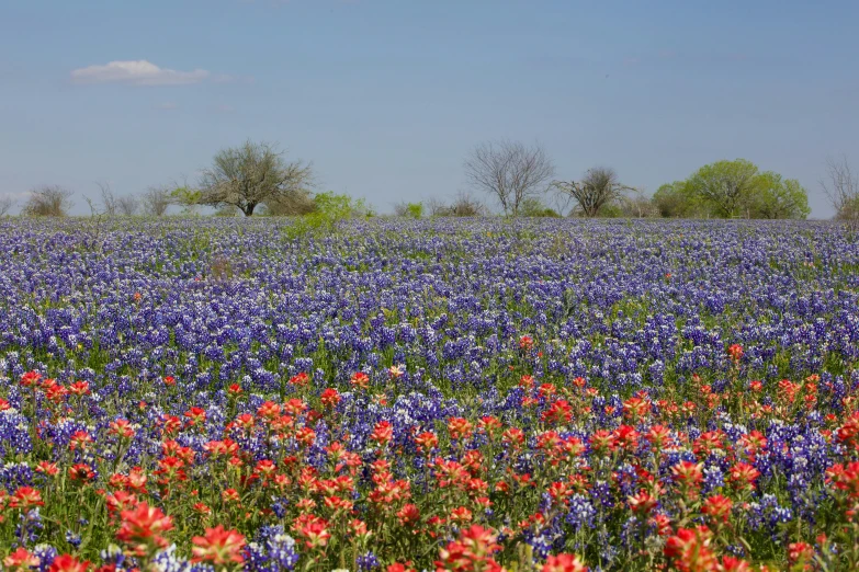 the sun is out and there are flowers in bloom