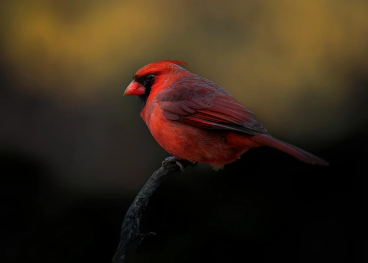 a red cardinal sits on a nch