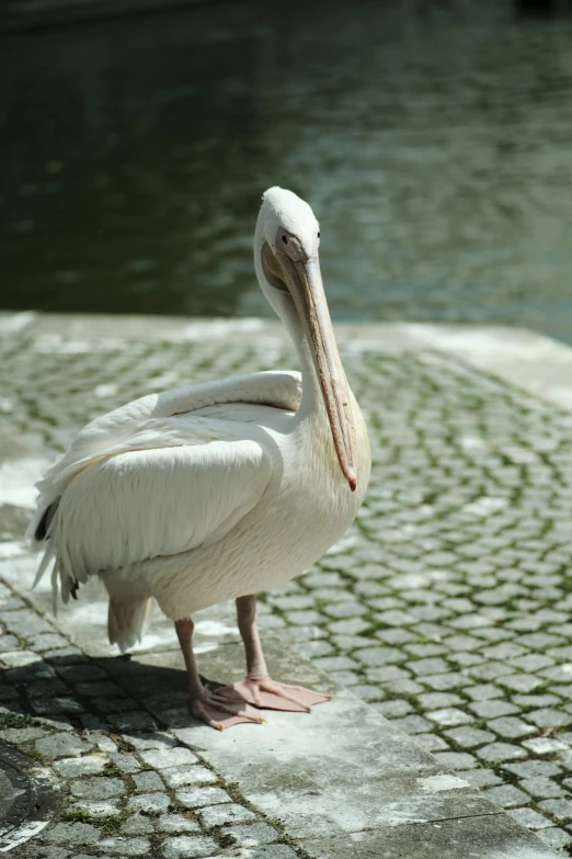 the pelican is sitting on the pavement outside