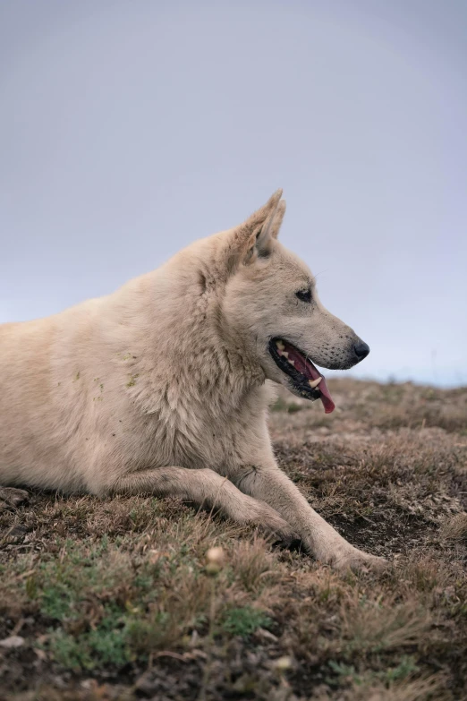 a dog that is laying down in the grass