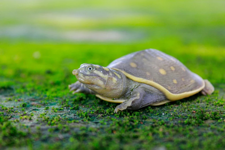 a turtle crawling across a lush green field