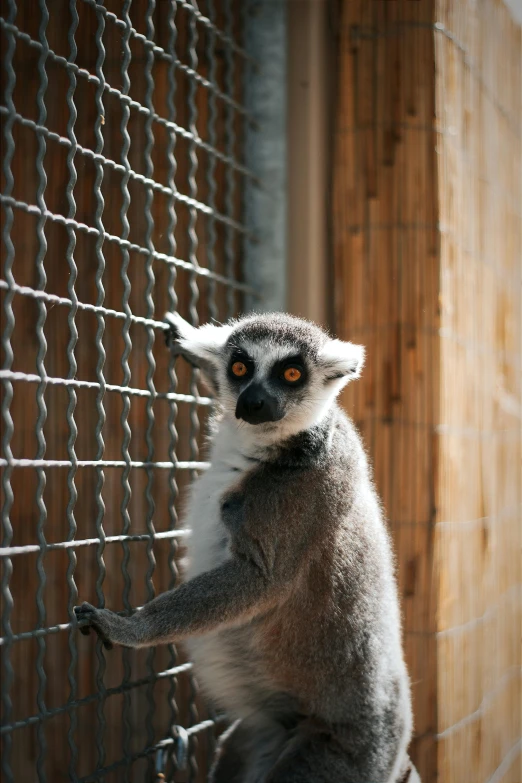 a small monkey is sitting on the bars